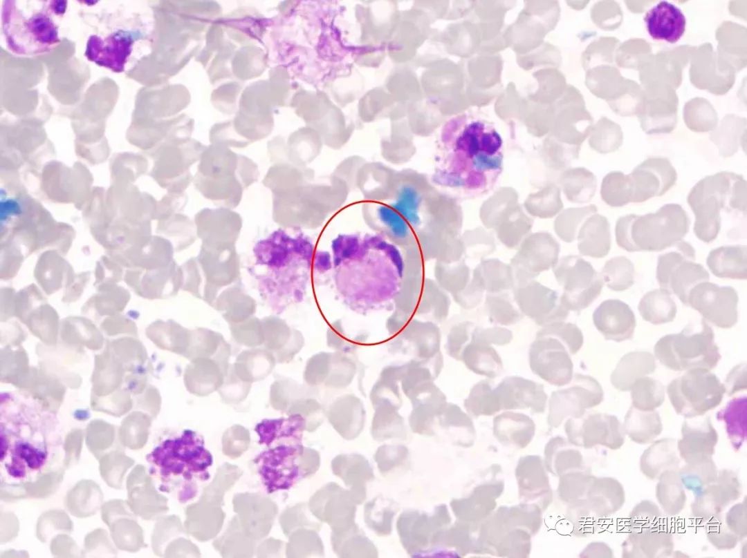 不寻常的均匀体_细胞