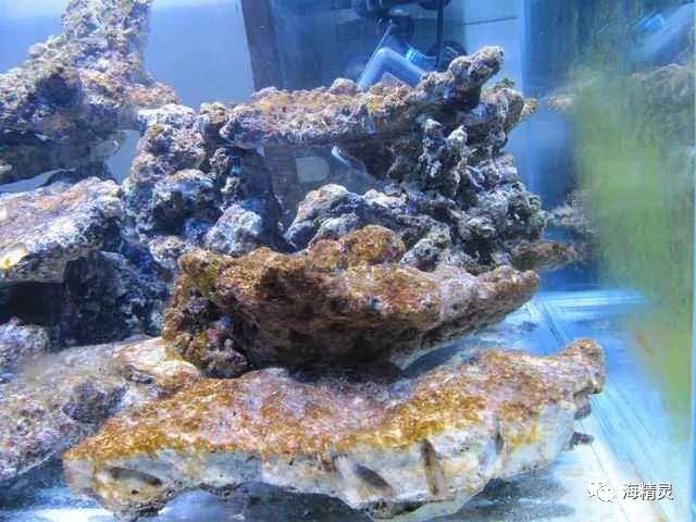 褐藻出现的意义褐藻作为爆藻过程中最先出现的低等藻类,它的出现又