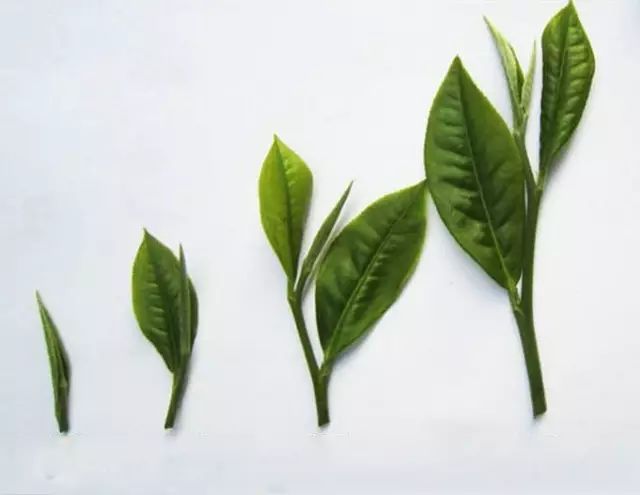 单芽,一芽一叶,一芽二叶,一芽三叶