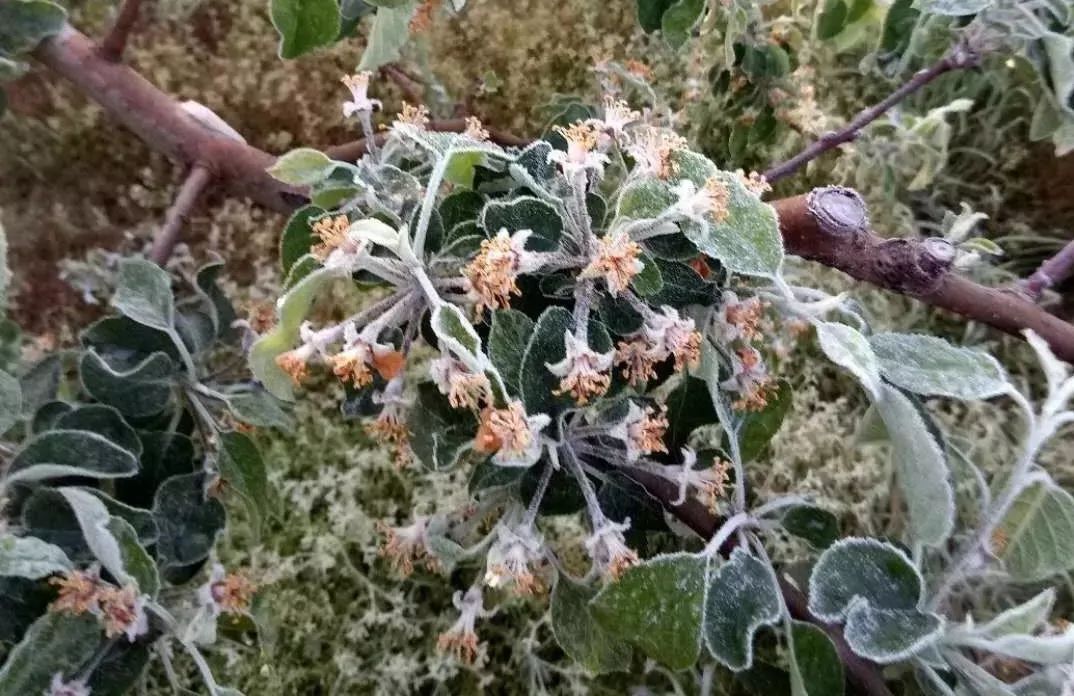 冰雹霜冻雪大风强降雨再次提醒今年苹果疏果定果千万不要急