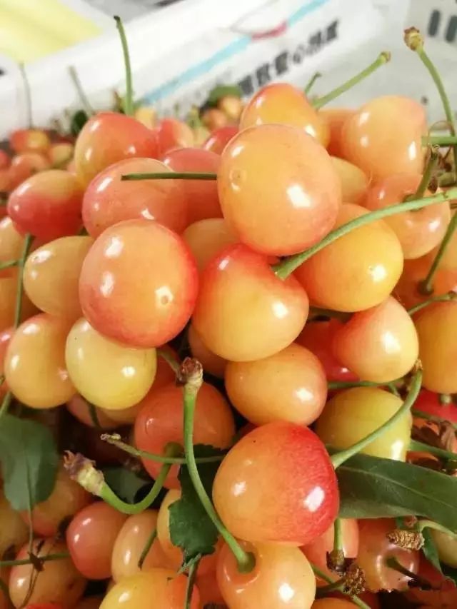 樱桃盛产品种:黄蜜