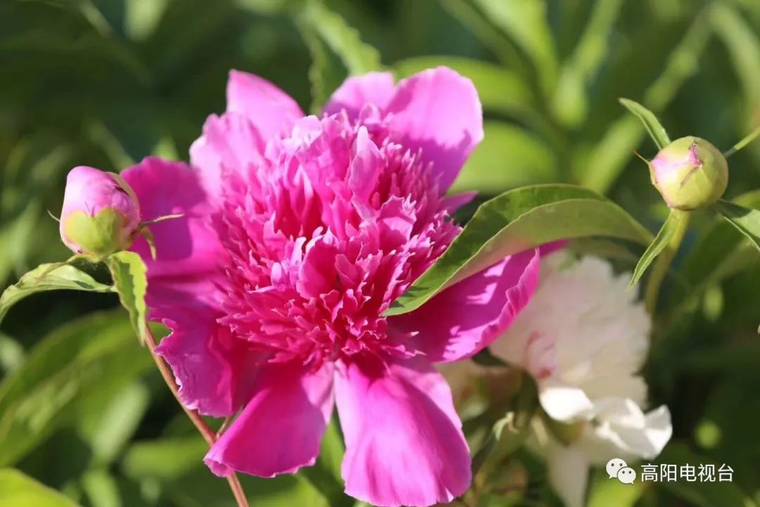 王亚迪这样也好