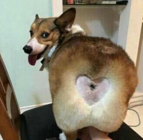 狗狗屁股毛太多老沾屎鬼才主人一刀剃出个爱你的形状