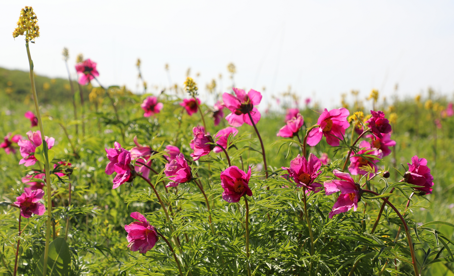 2021年塔城山花节图片