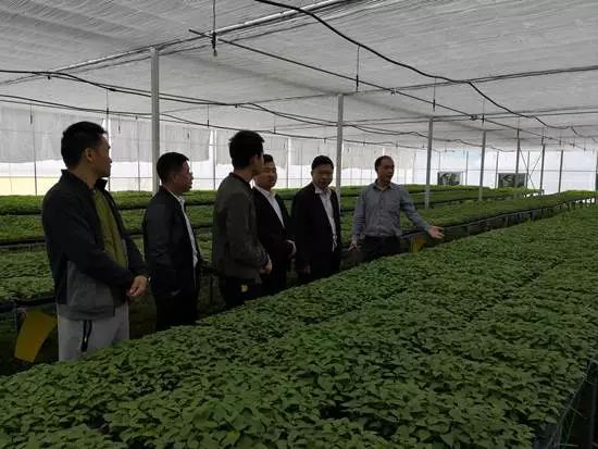 【动态】省财政厅引进千亩生态农业山桐子种植项目落地三都县