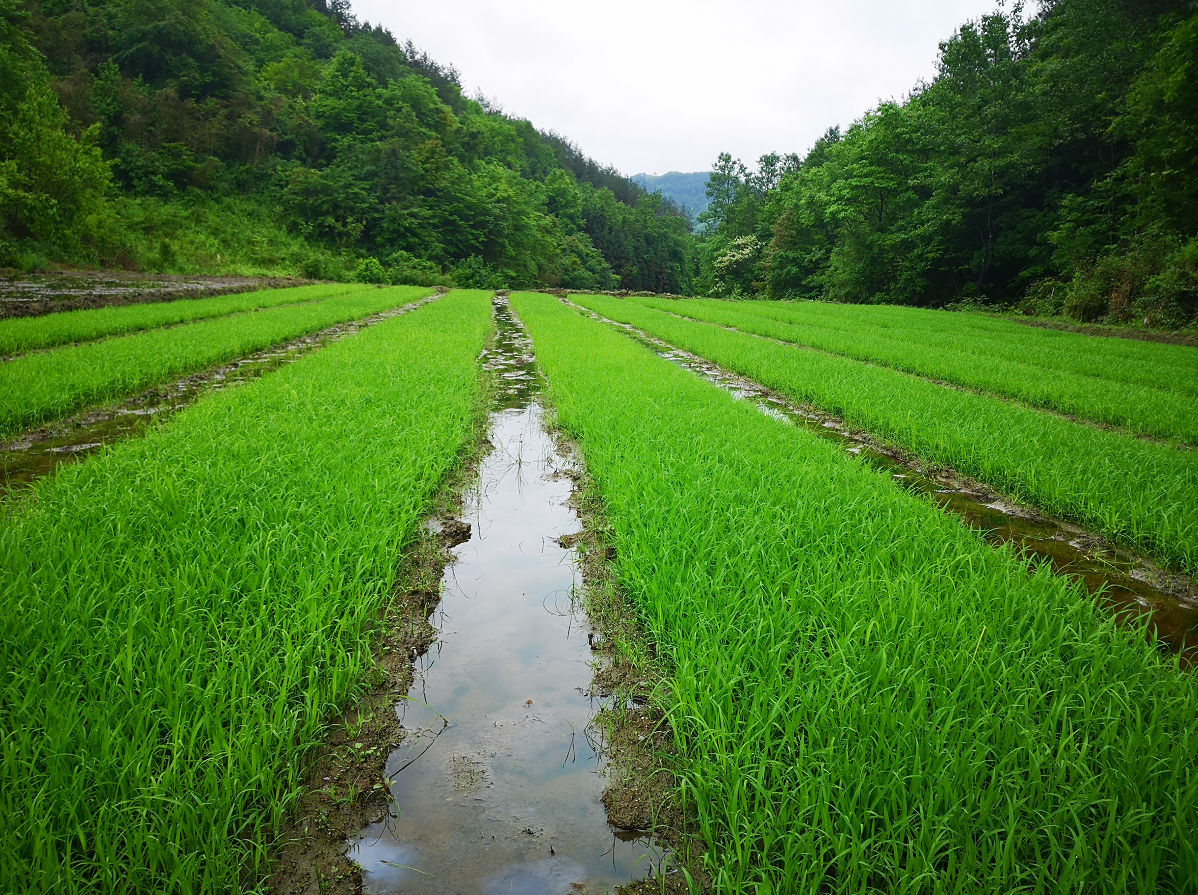 安康女娲山500余亩稻田进入插秧季