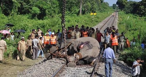 大象尸体躺在火车铁轨上得知真相后众人不禁落泪