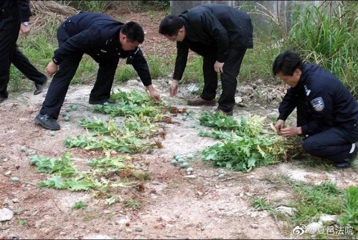 夏邑75岁老人种植罂粟805株,被诉上法庭!