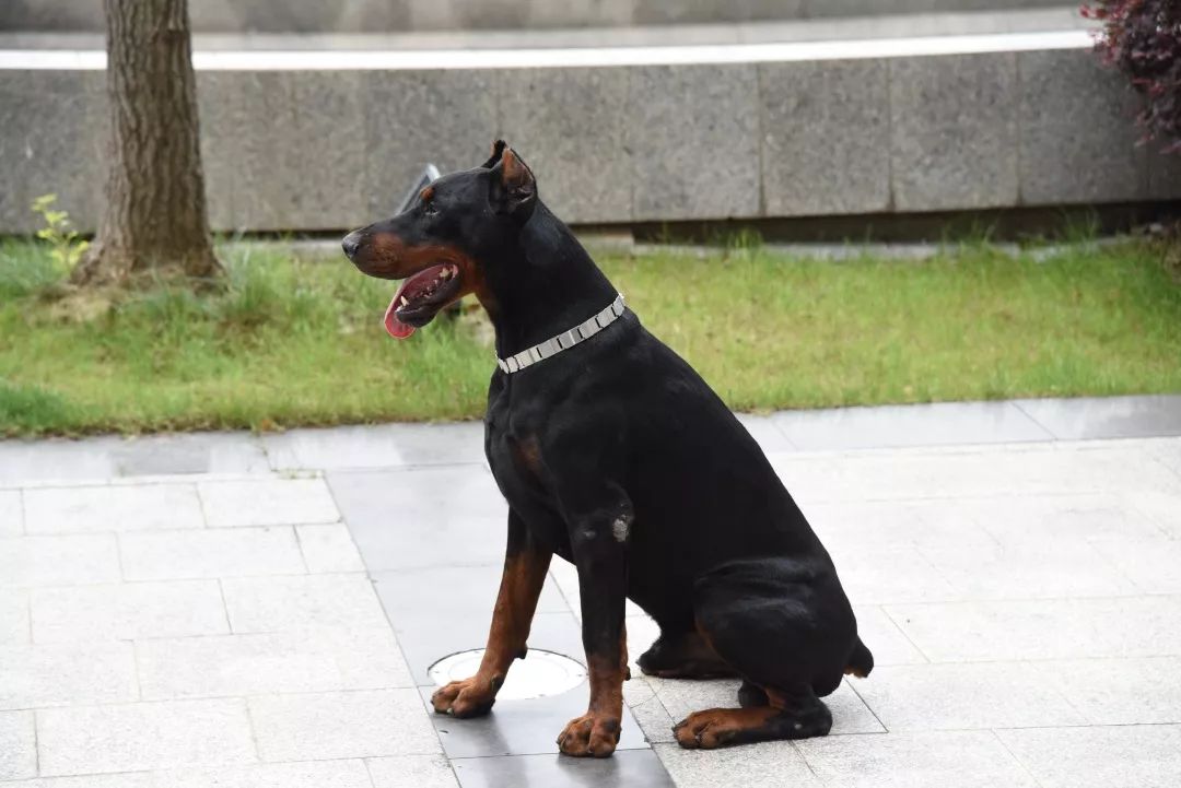 杜宾犬拥有警犬中最为优雅的外形,流线型的身姿.