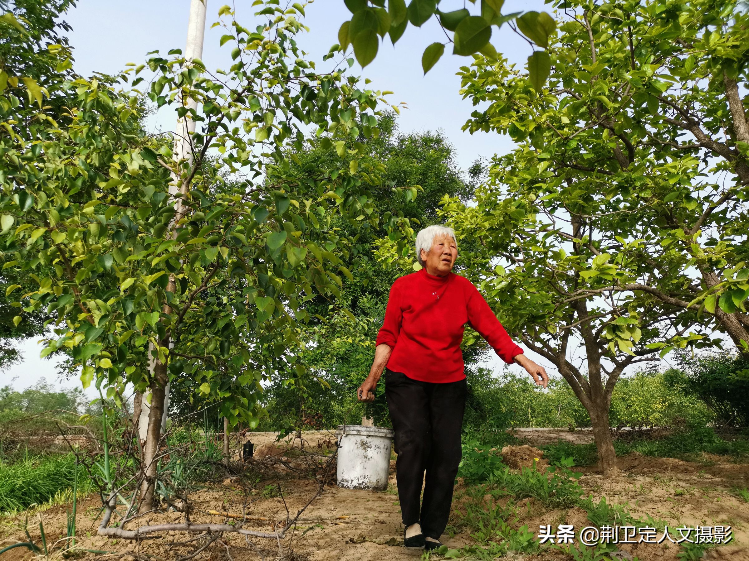 78歲農村大媽辛辛苦苦種的菜被盜,看她發現後咋處理-搜狐大視野-搜狐