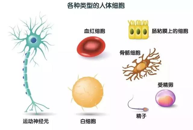 人类细胞图谱的影响面目前主要包括