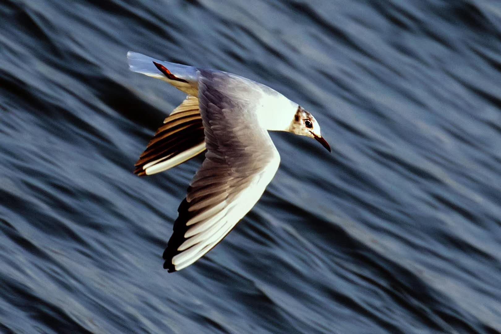 圖說視界看海鳥俯衝捉魚的全過程目瞪口呆