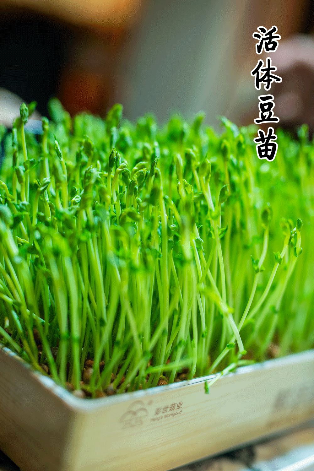 玖隆坡的豆苗都是现吃现剪的活体豆苗,新鲜的品质得到保证.