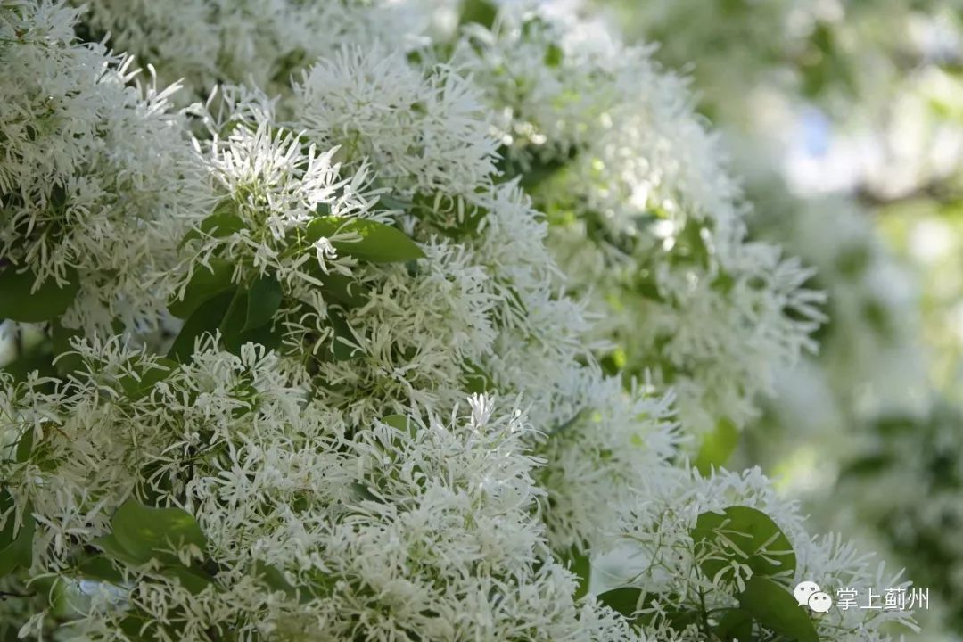 薊州古樹∣539歲流蘇樹花開芳香四溢潔白如雪