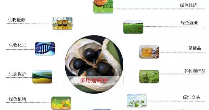 中医药原料文冠果的果壳也拥有极大的经济价值,一可以提取糠醛,工业