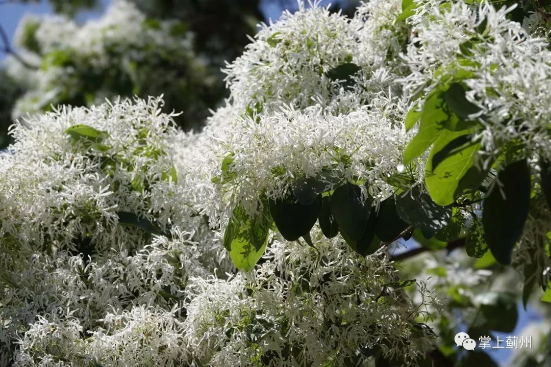 蓟州古树∣539岁流苏树花开芳香四溢洁白如雪