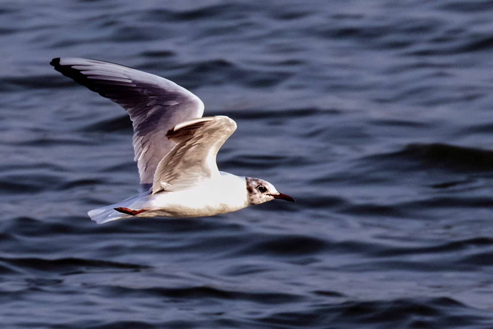 【圖說視界】看海鳥俯衝捉魚的全過程,目瞪口呆