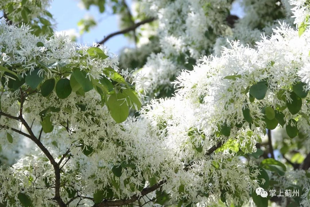 蓟州古树∣539岁流苏树花开芳香四溢洁白如雪