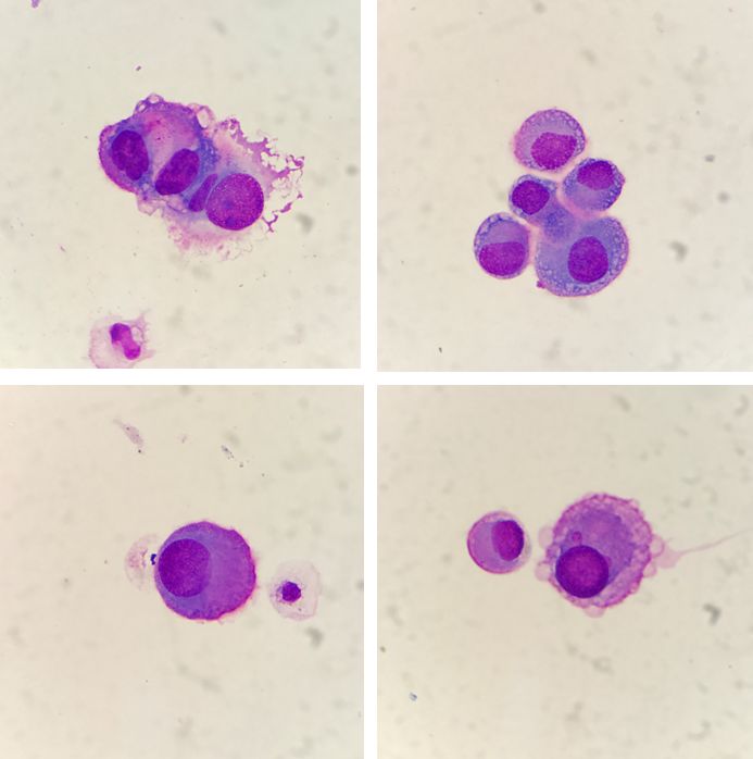 【科普】显微镜下的火眼金睛_细胞