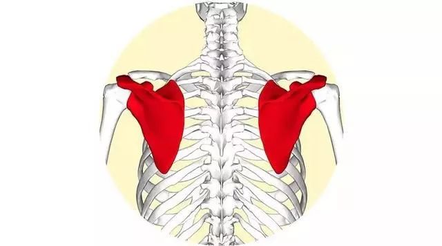 你的肩胛骨飞起来了吗上