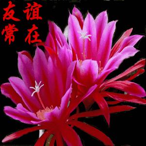 人生如酒,饱含着酸甜苦辣;人生如歌,吟唱着悲喜交加;人生如戏,每个人