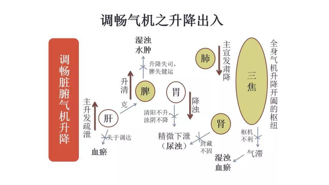 阳,气,血及脏腑之间的演变关系,体现了脏腑之间的气机升降失常影响及