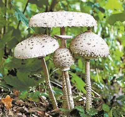 警惕男子尝了一口路边野味被送入icu这种东西雨后特别多千万不要采