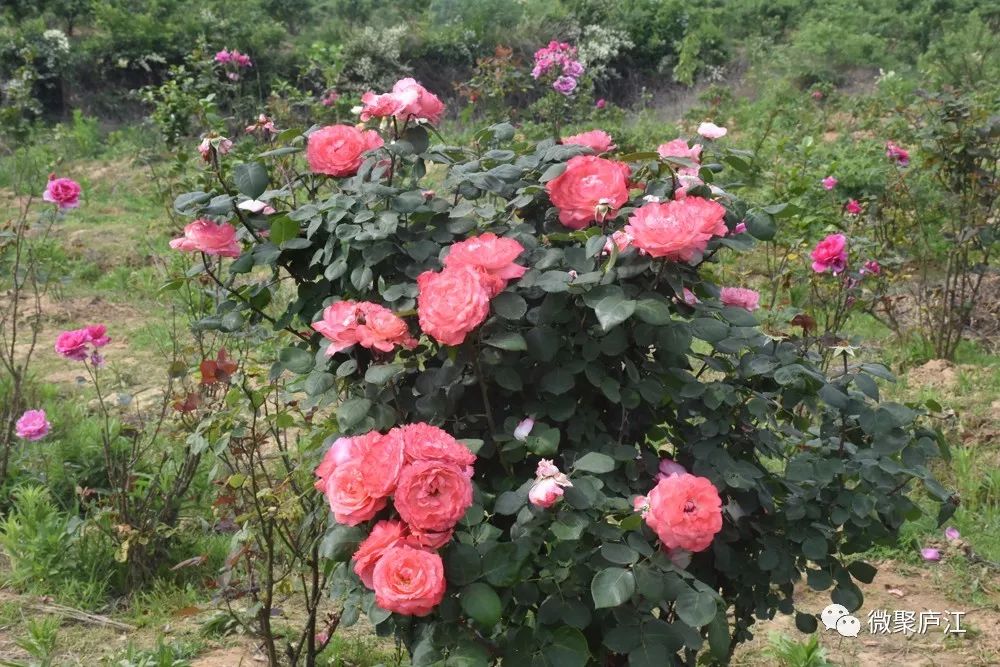 昨日在泥河镇八里村举行!