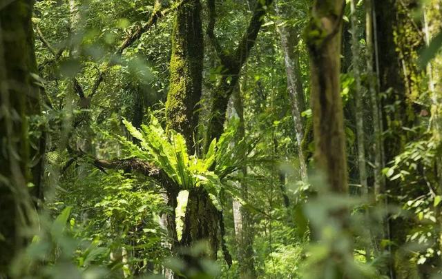 加里曼丹岛热带雨林图片