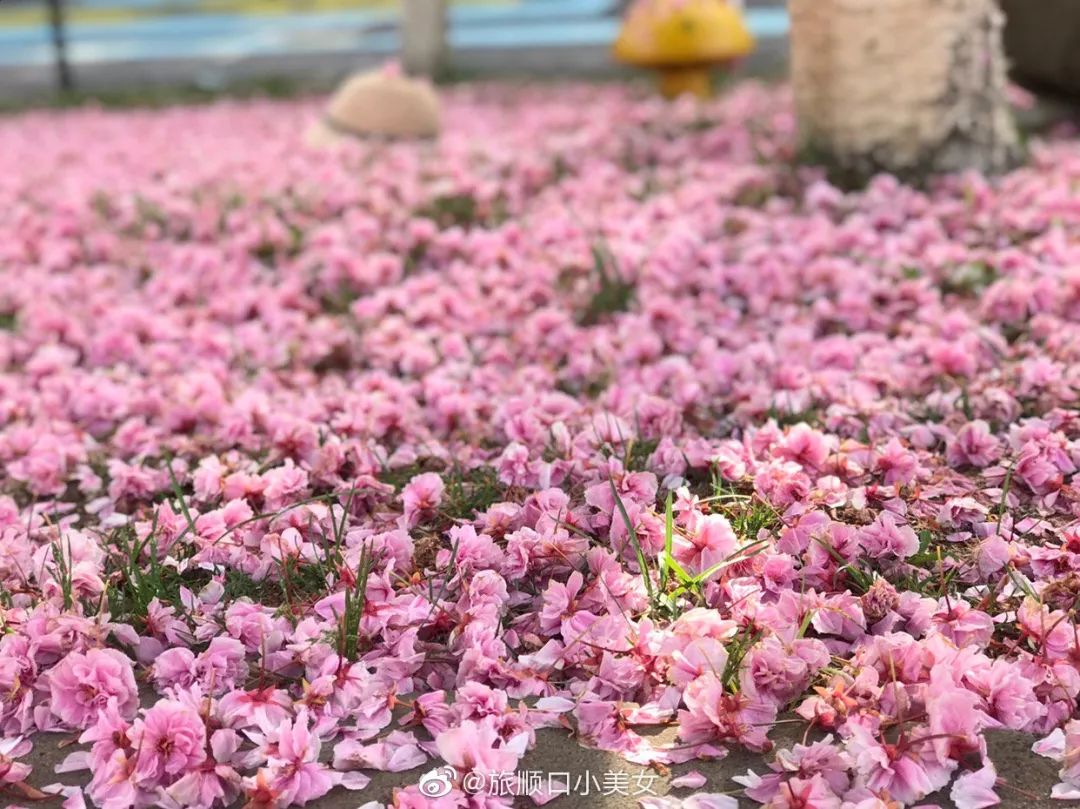 雨后 这一季樱花盛宴完美落幕……