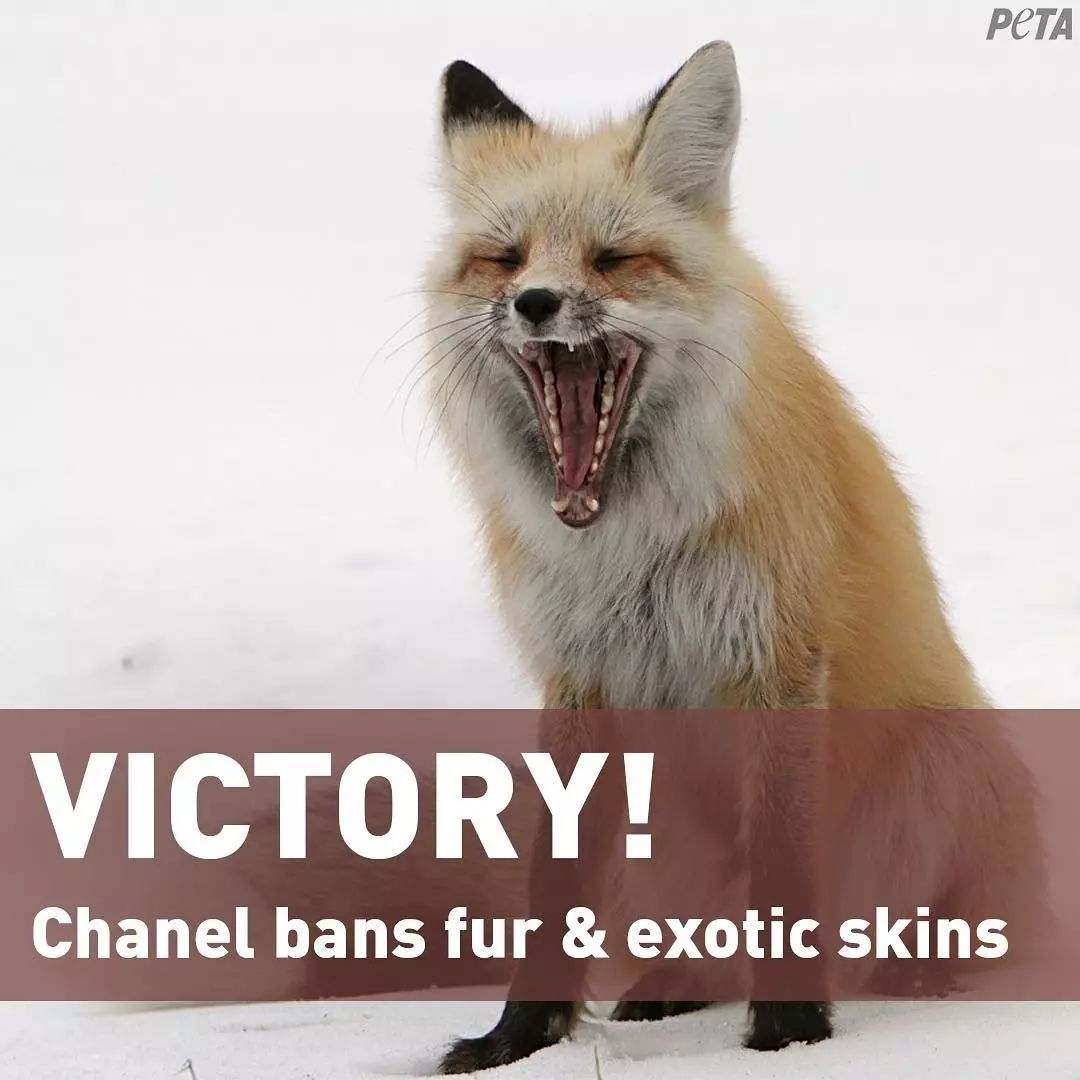 动物丨chanel宣布禁用珍稀动物皮草生为动物我很抱歉