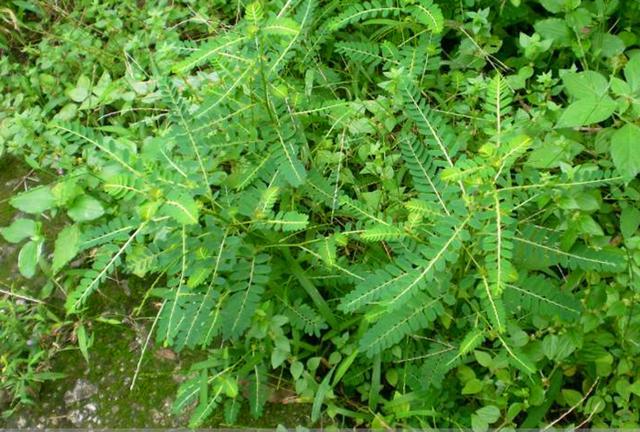 农民朋友当它是杂草,城里人却把它当盆栽,却不知还是珍贵的药草