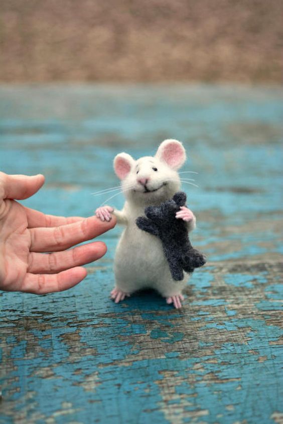 讨人喜欢的小小动物,掌上有趣吧