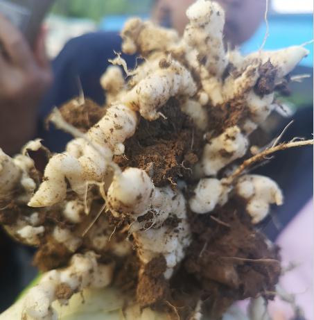 让农民头疼的甘蓝根肿病治疗特效药氟啶胺详细介绍