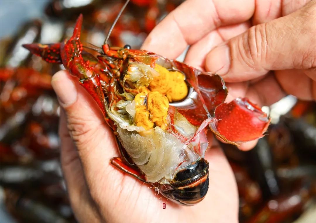 虾肚白汪汪,劲道有弹性选虾,看三白——肚白,腮白,肉白龙虾季,楚味轩