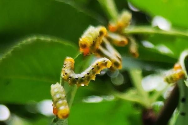 路过一桃园,发现桃树叶片上有很多小虫在啃食树叶,这是什么虫?