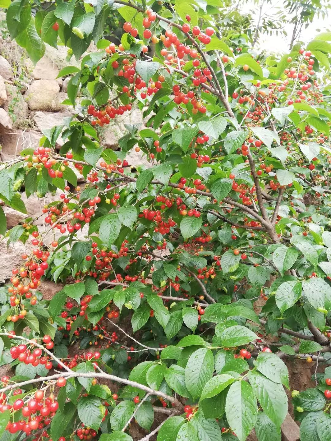 樱桃熟了跟着乡聚一起去采摘最好吃的早春第一果优惠多多哦