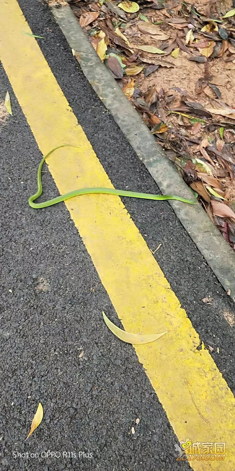 礁石岭森林公园上山路上遇到"饭铲头"眼镜蛇.