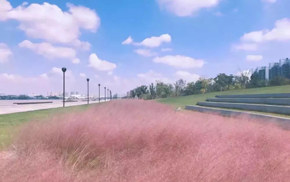 鄞州公园大片草坪被毁成黄土地真相却令人期待网红花海即将上线