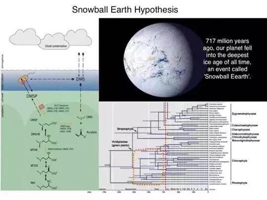 南师科研生科院钟伯坚课题组在systematicbiology发表