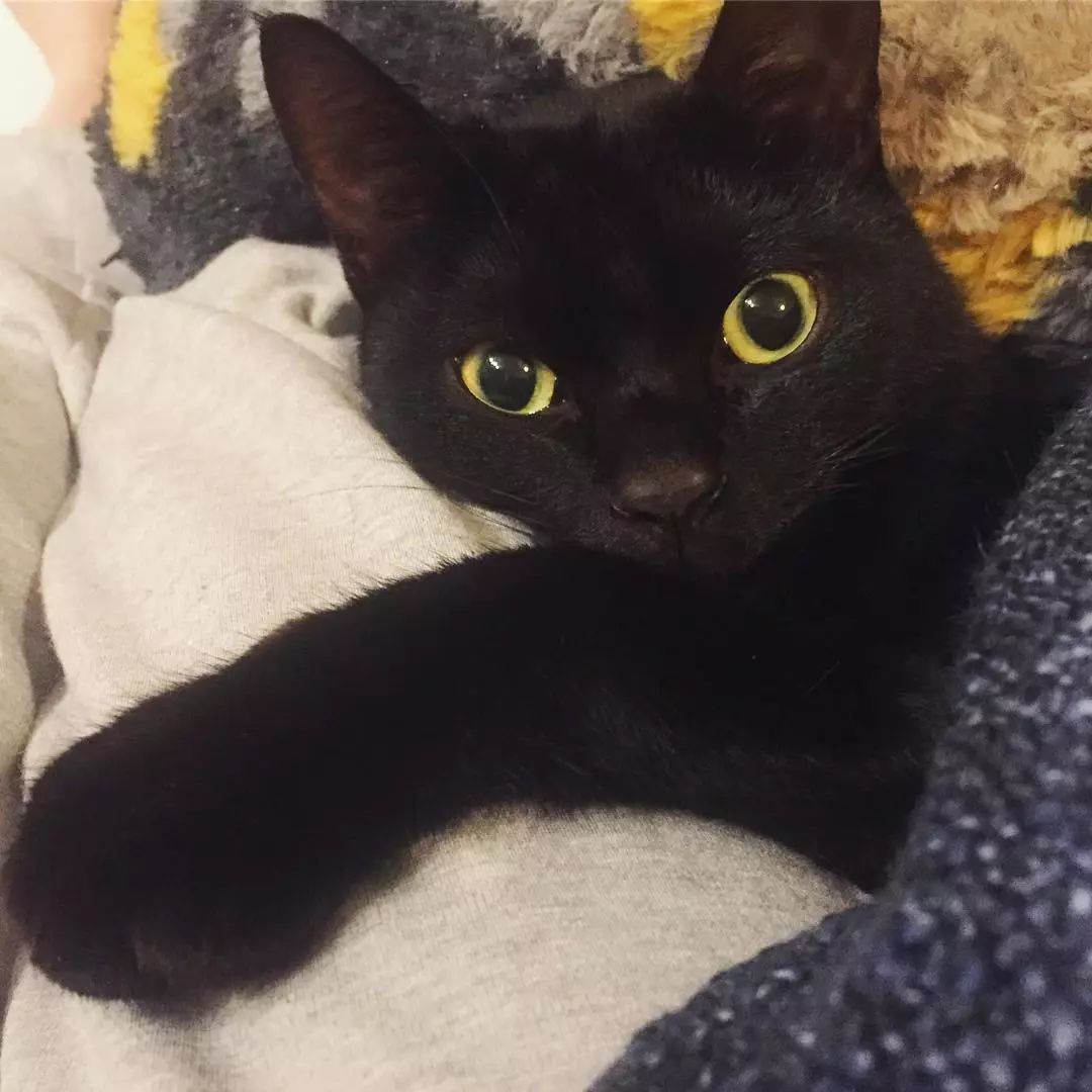 从呆萌小奶猫秒变猥琐大叔～不过在铲屎官看来,卡夫卡最大的问题是"胖