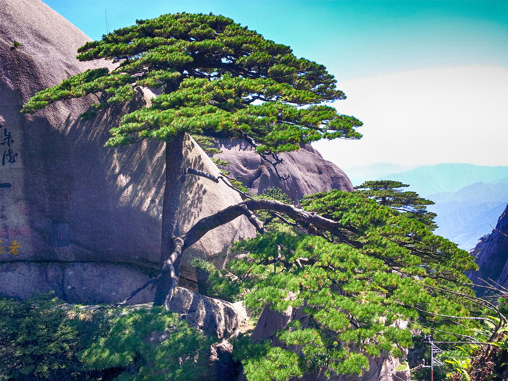 安徽最珍贵的树,全球仅此一棵,还设有保镖专门看护!