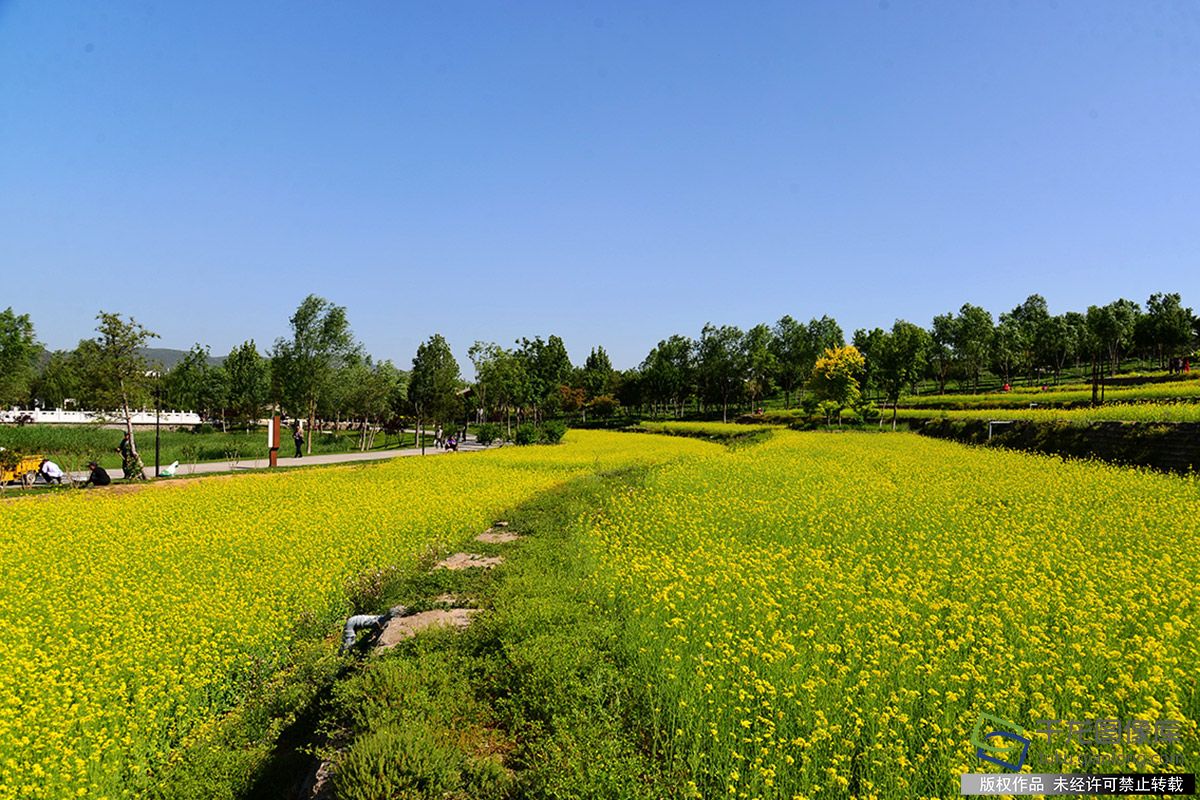 北京图见梯田式油菜花海扮靓夏日中坞公园