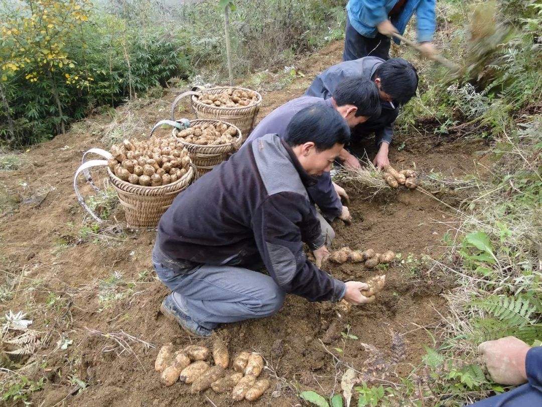 天麻种植地区图片