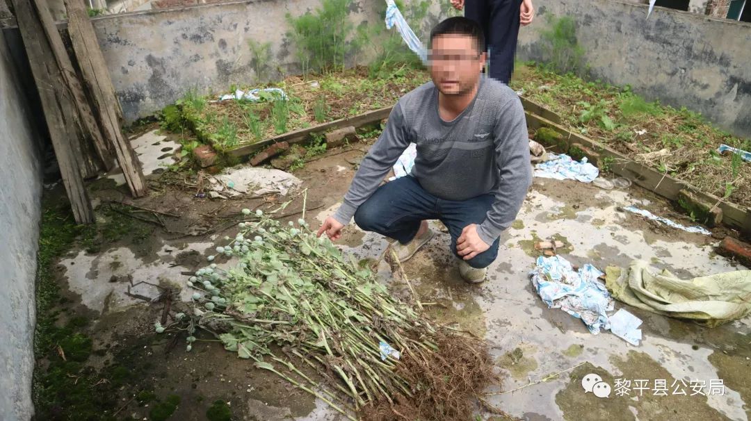 黎平县公安局连续查处两起非法种植毒品原植物案 治安处罚2人