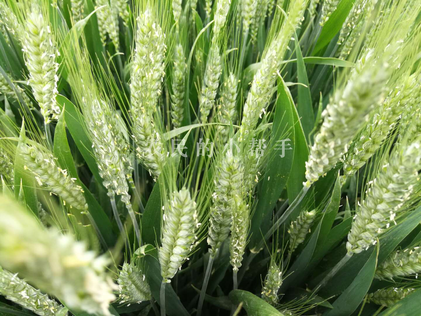 小麦扬花期可以浇水吗?有人说可以,有人说不可以,原因是为何?