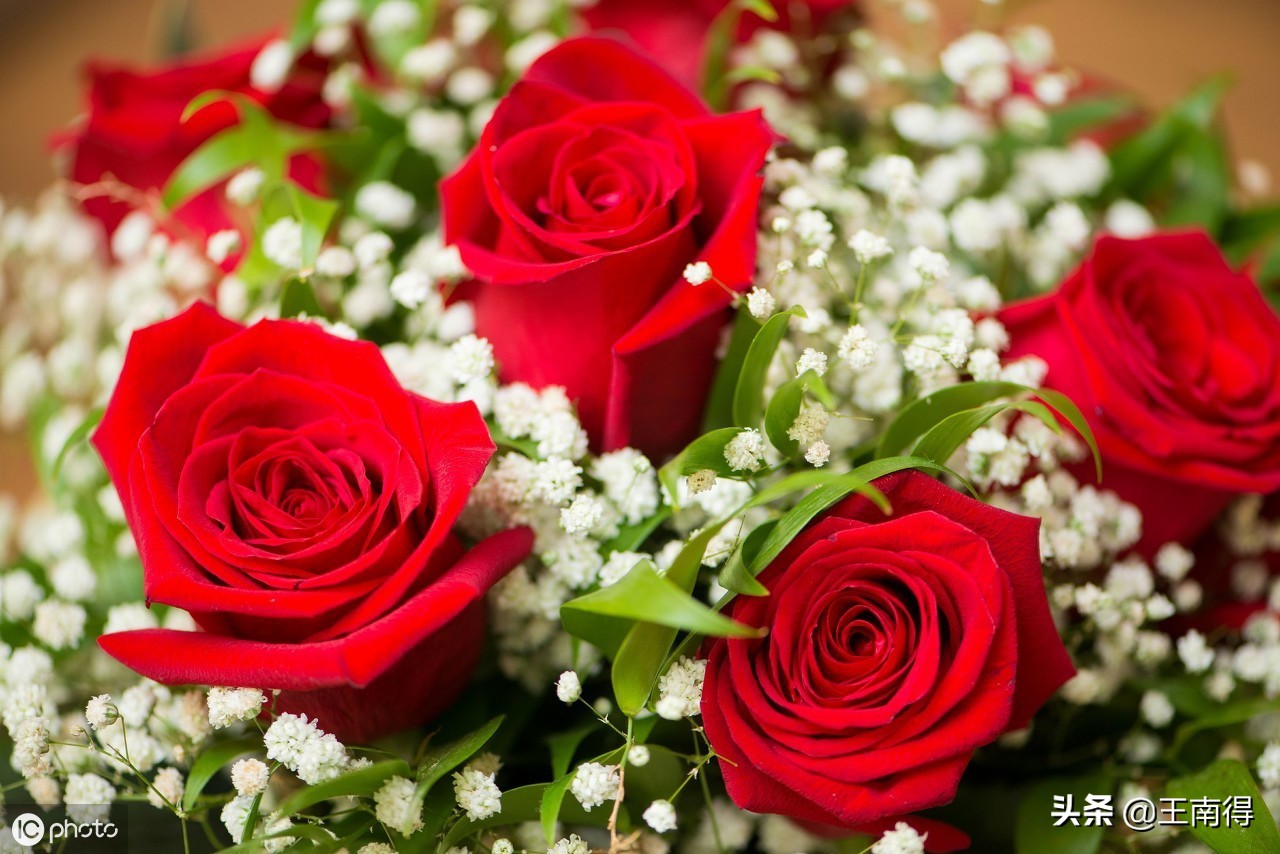 5月14日玫瑰情人节:你的爱情有不一样的色彩,深情就好