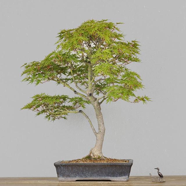 原创观叶盆景品种多枫树的红叶独树一帜叶形秀丽很吸睛