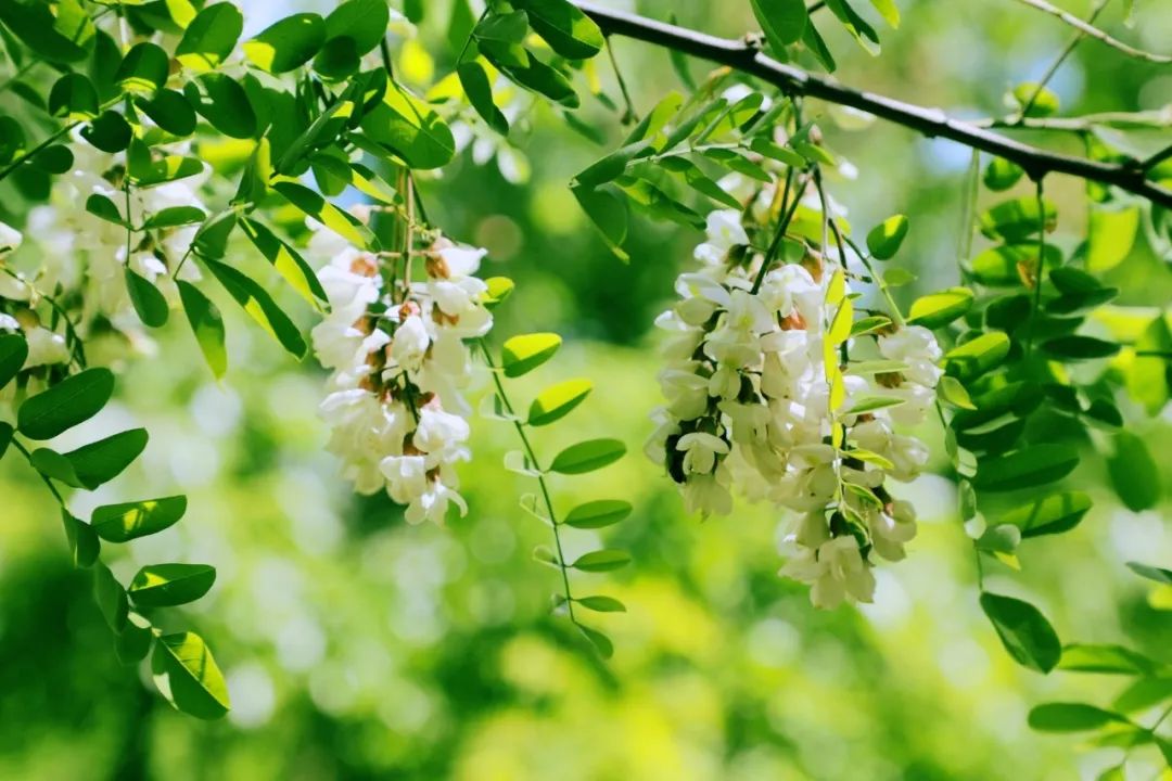 沂山槐花次第開放啦