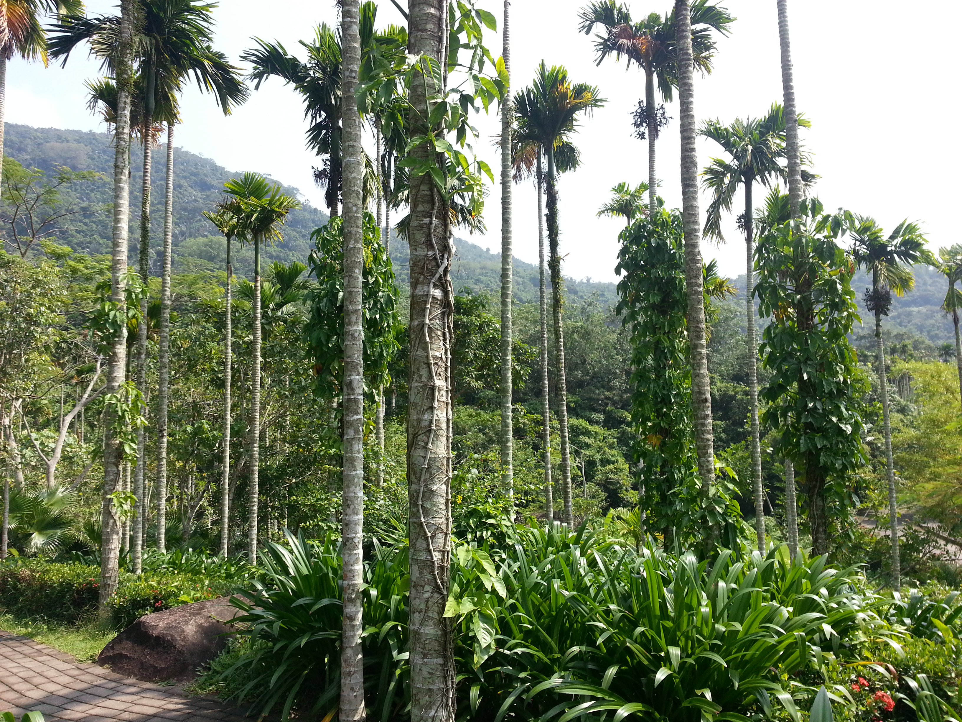 甘什岭槟榔谷:海南最具魅力的原住民文化风情景区